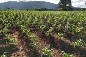 Current maize production